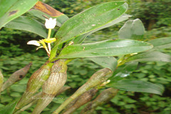 Eria pseudoclavicaulis